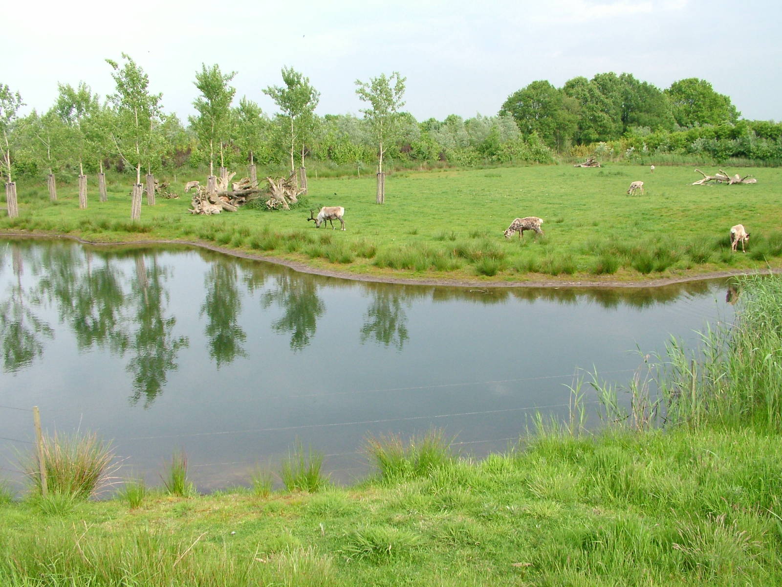 Enormous Reindeer Island at Overloon 14/05/09