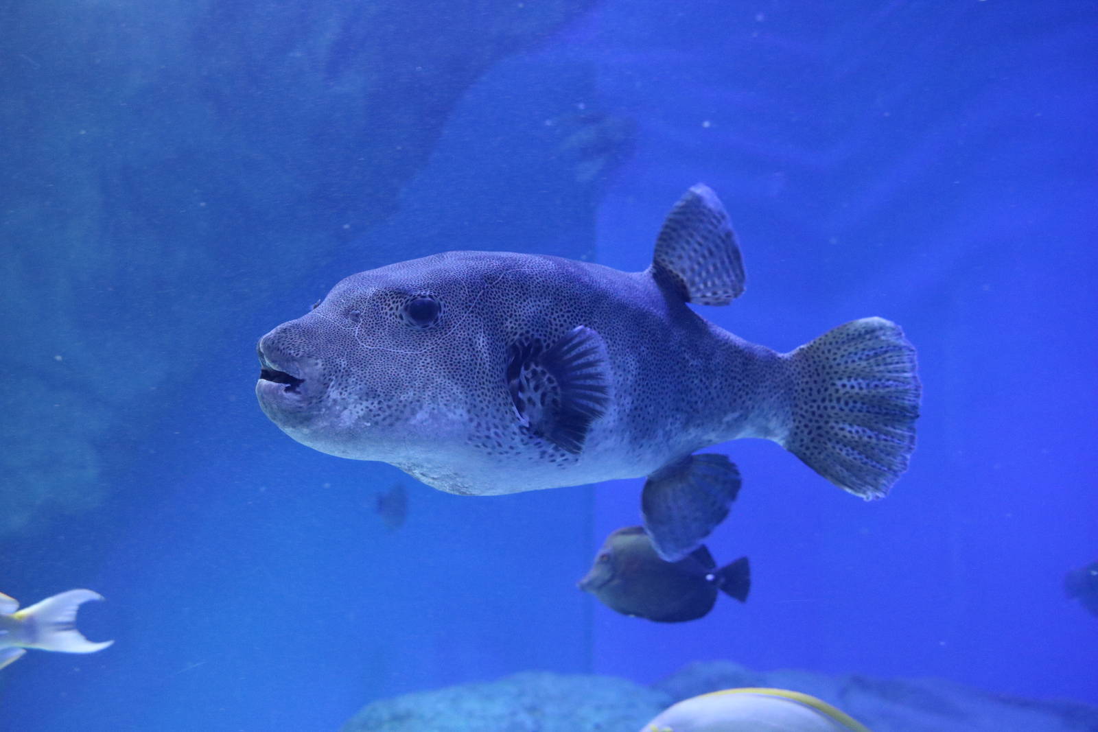 Enormous starry pufferfish - EPSON Aqua Park, February 2016