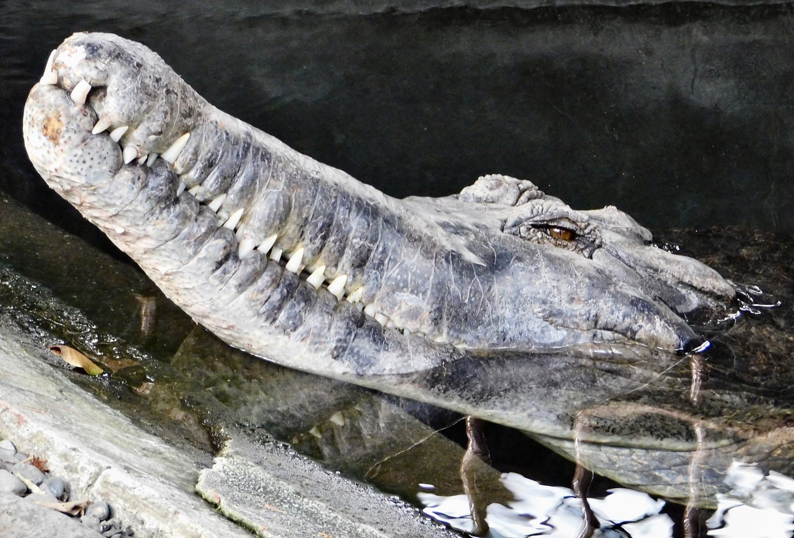 Enormous Sunda Gharial (Tomistoma schlegelii) December 6, 2025