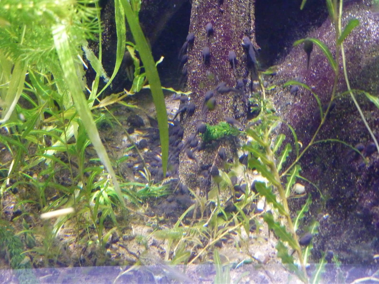 Enough tadpoles? 6th November 2012.