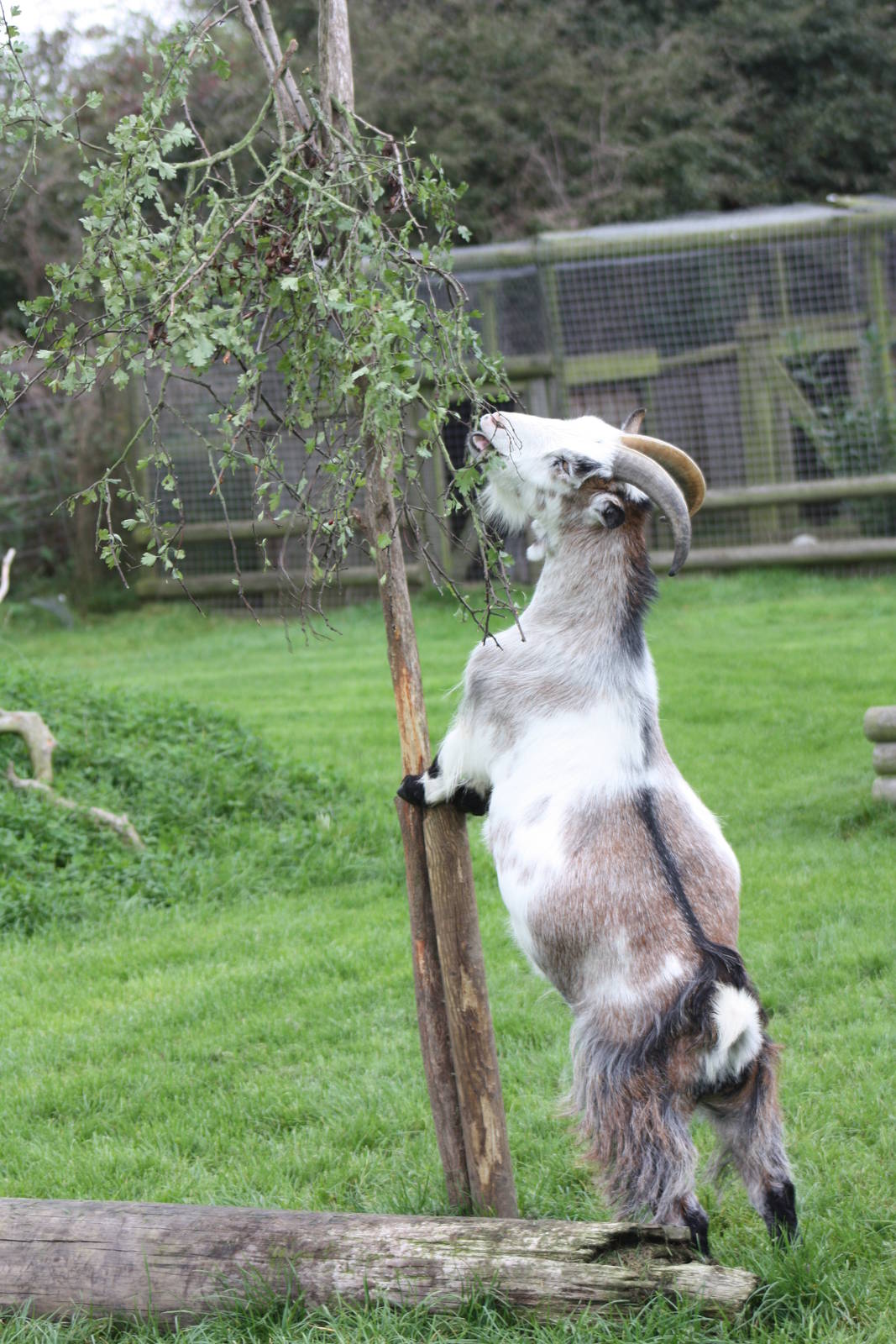 Enriched African Pygmy Goat, 25th September 2014
