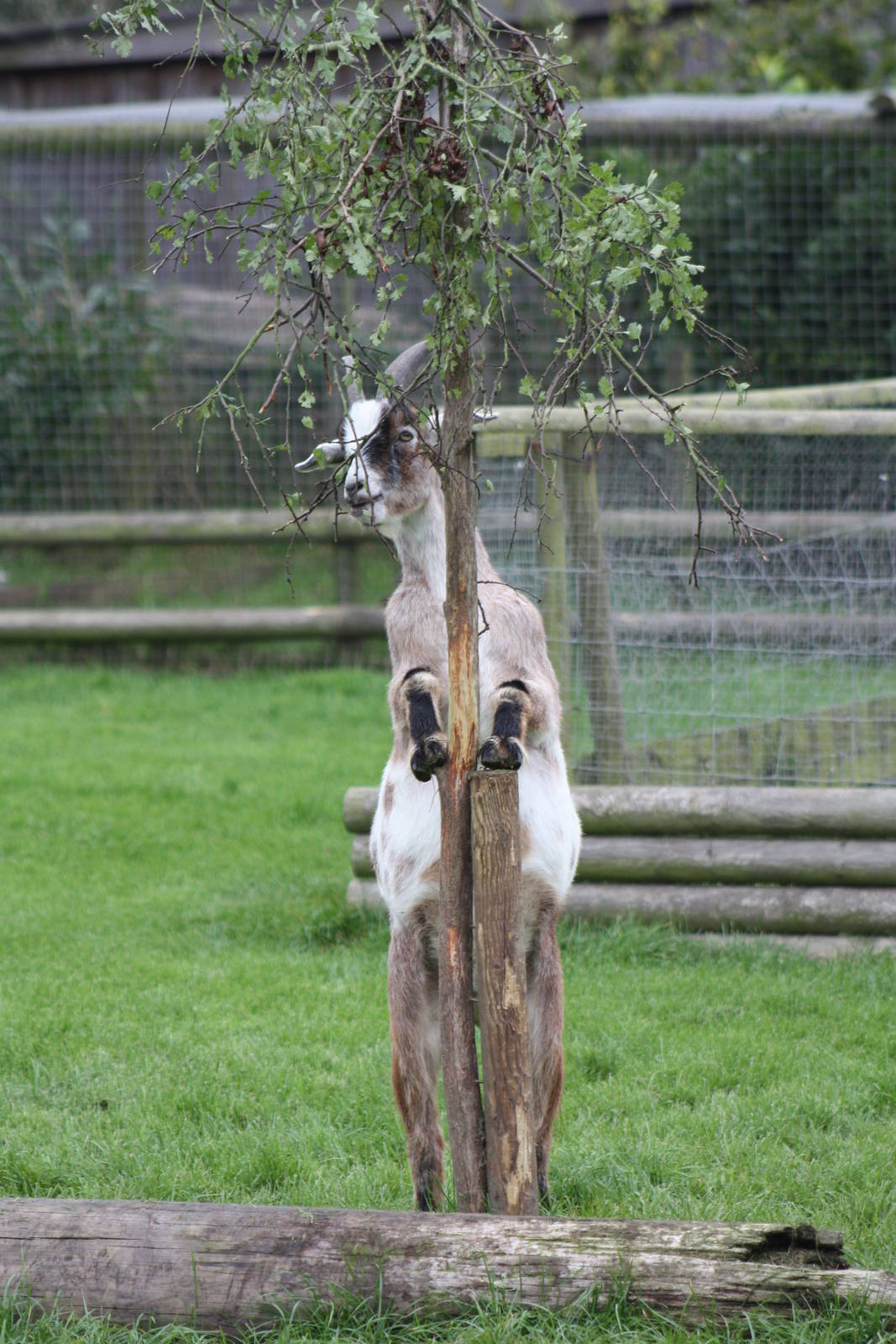 Enriched African Pygmy Goat, 25th September 2014