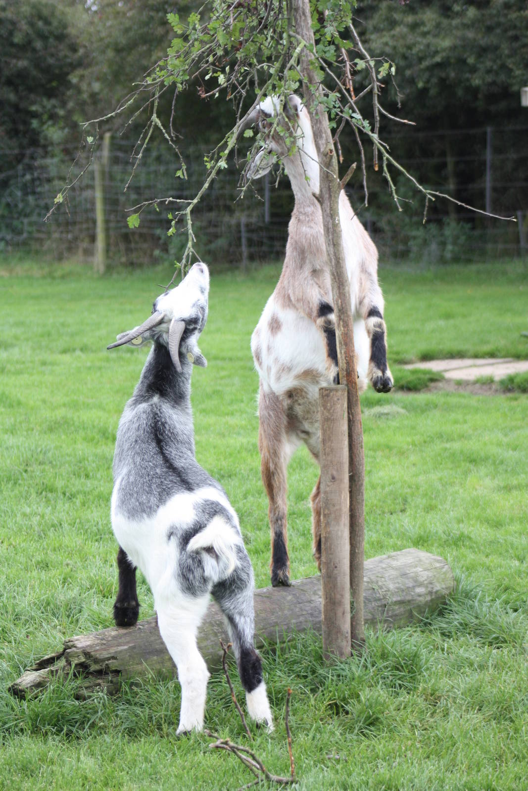Enriched African Pygmy Goats, 25th September 2014
