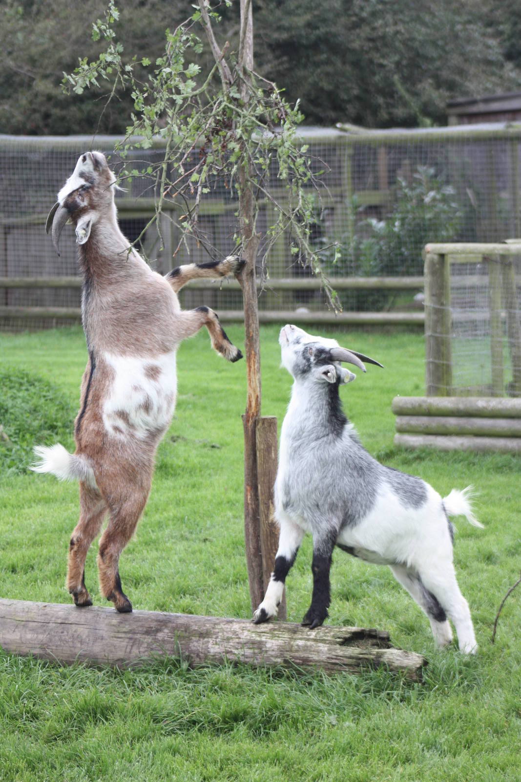 Enriched African Pygmy Goats, 25th September 2014