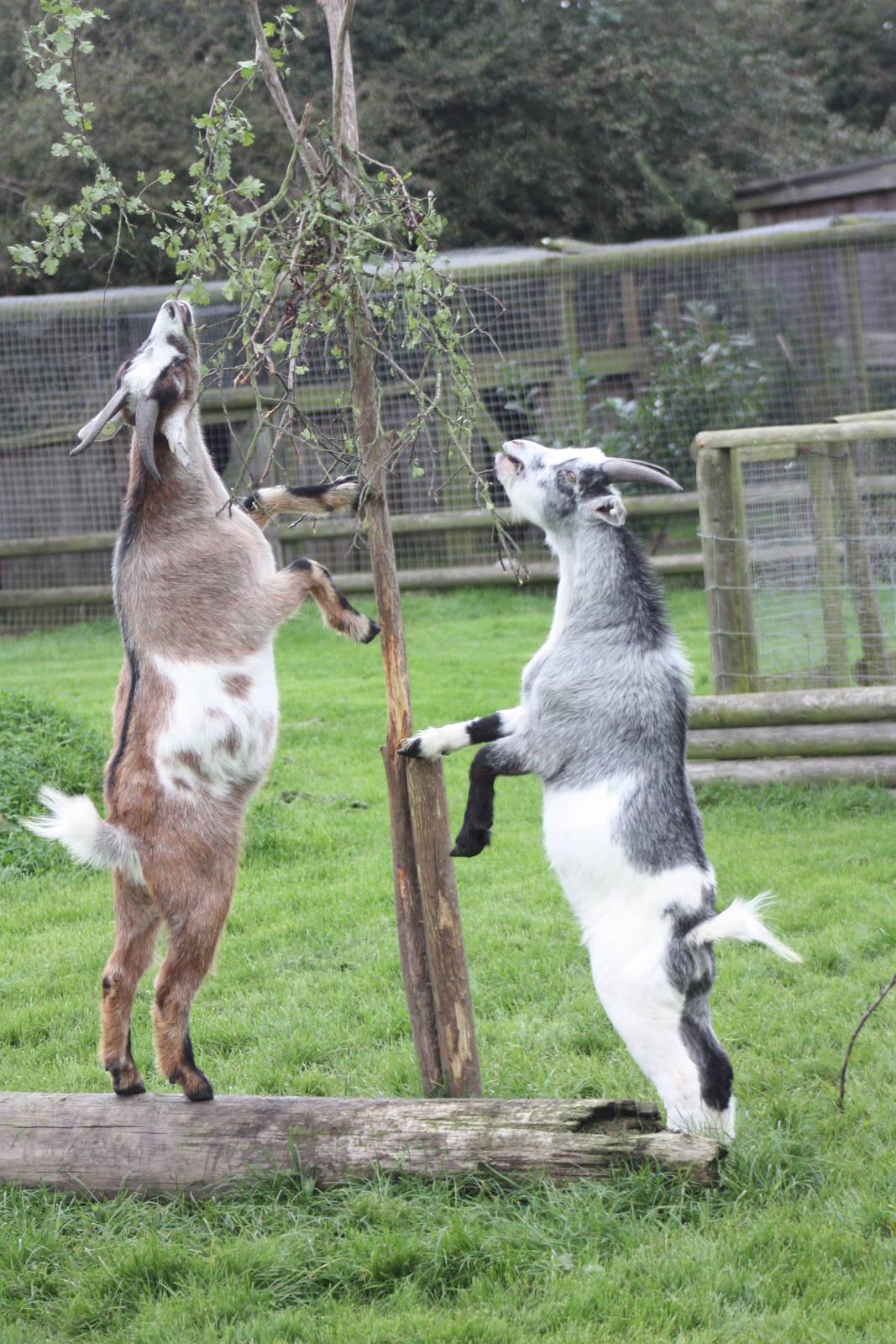 Enriched African Pygmy Goats, 25th September 2014