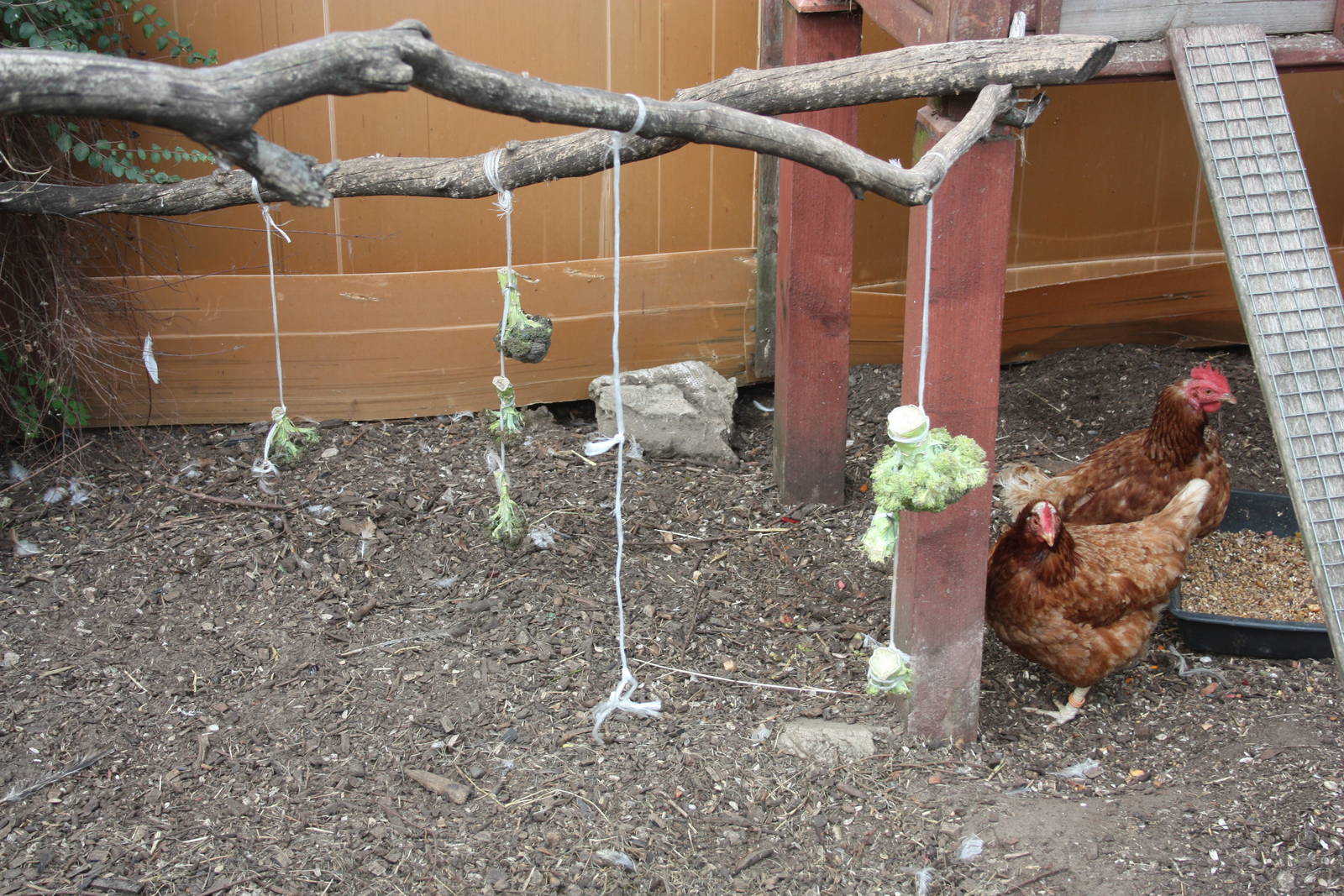 Enriched Fowl, 23rd September 2014