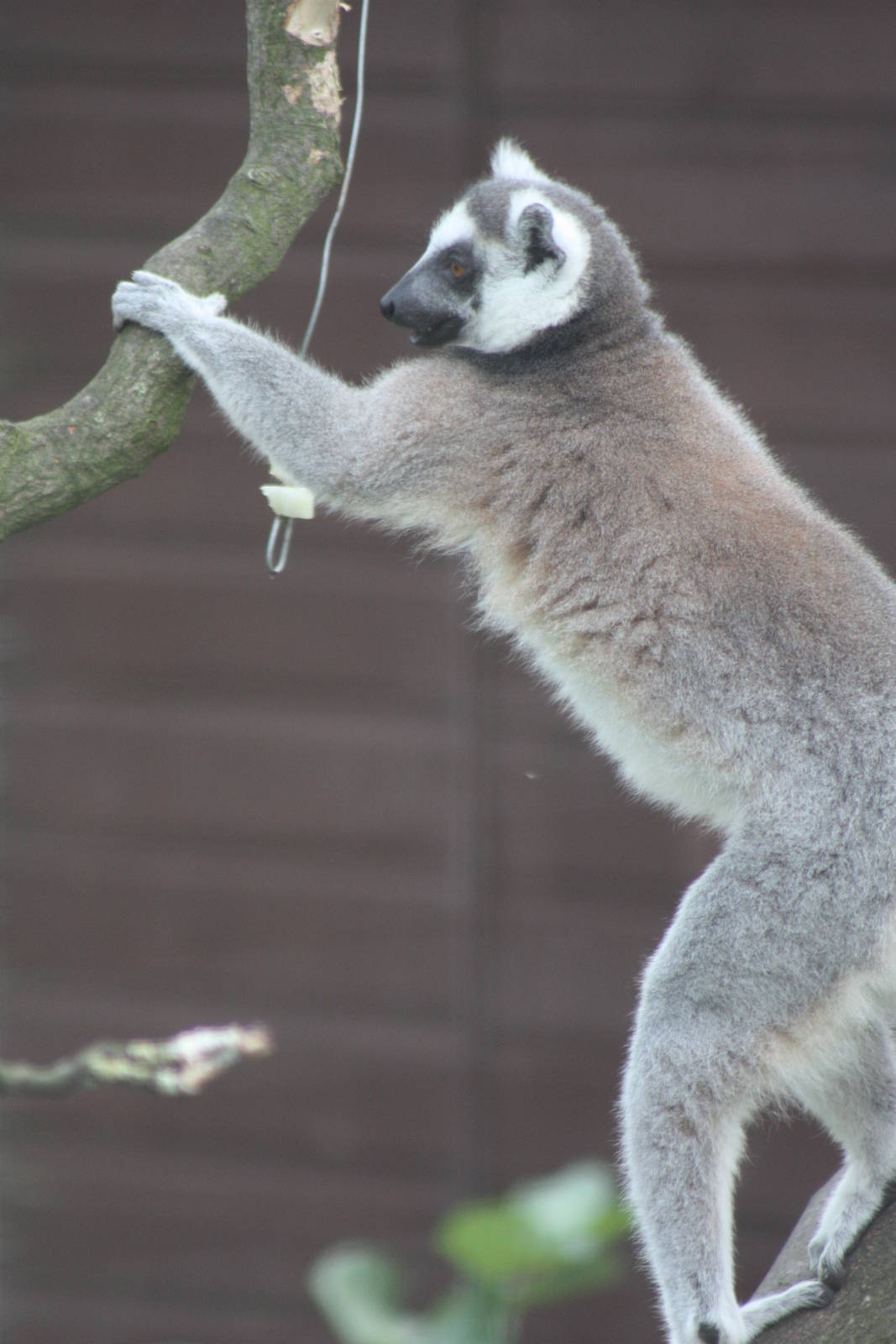 Enriched Ring-tailed Lemur, 28th September 2014