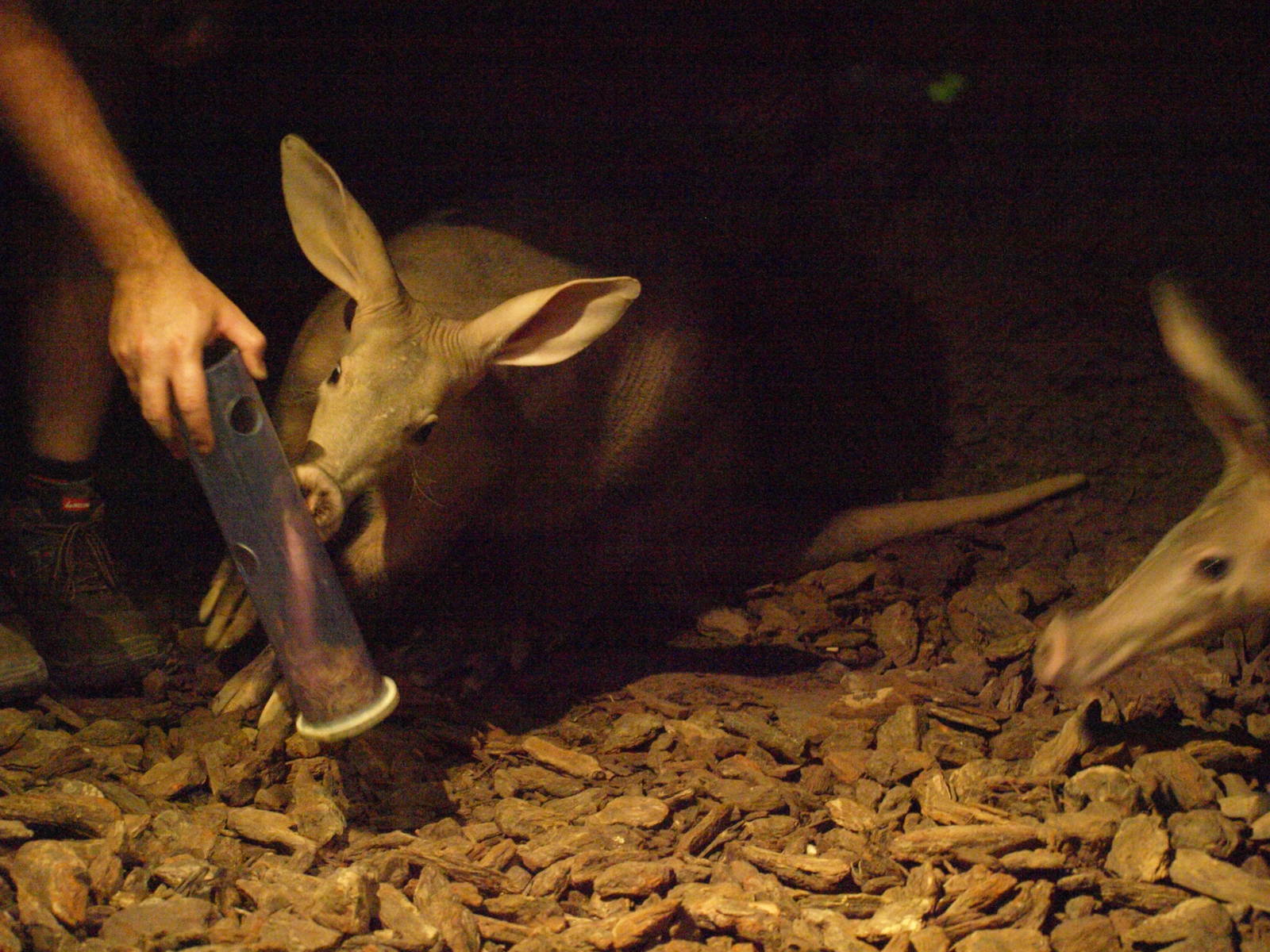 Enrichment for aardvarks