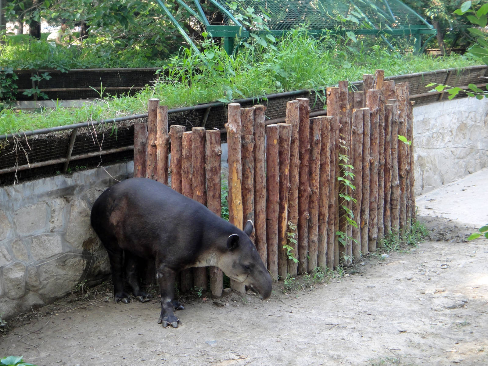 Enrichment for Baird?s tapir