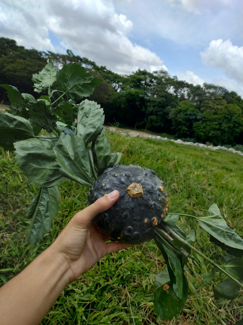 Enrichment for elephants - Belo Horizonte zoo
