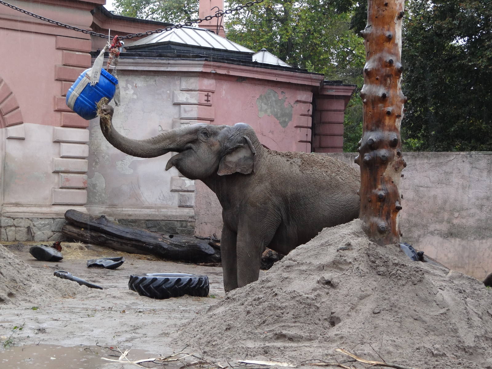Enrichment for elephants