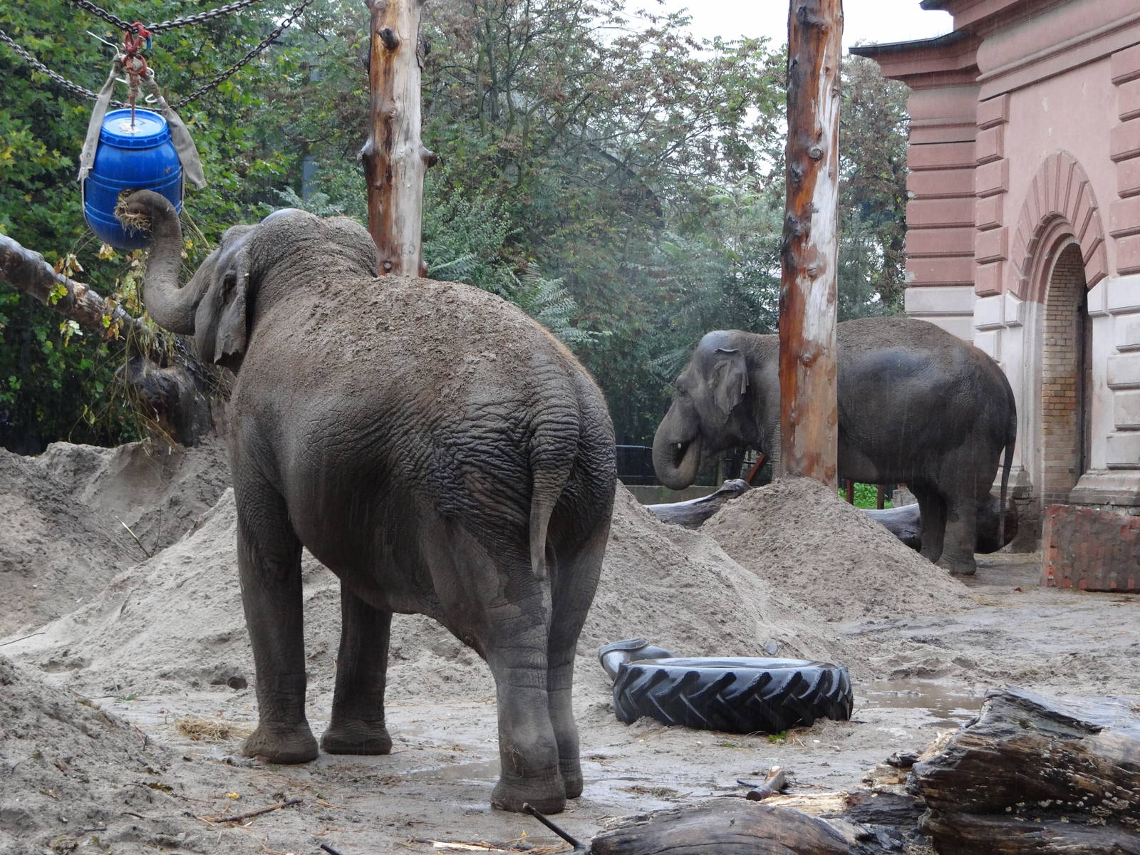 Enrichment for elephants
