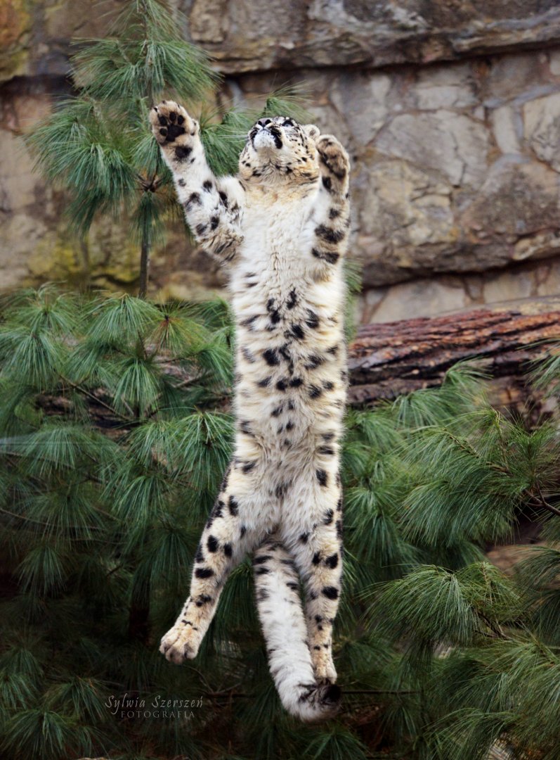 Enrichment for snow leopards
