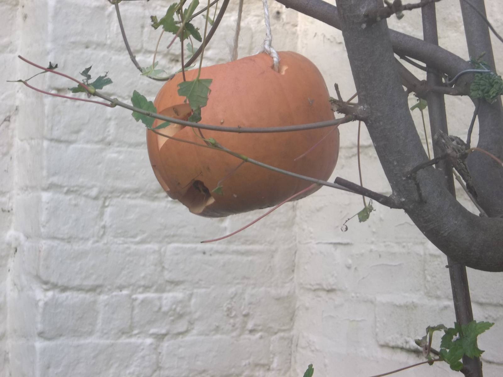 Enrichment for the Ring-tailed Lemurs, 2nd November 2014