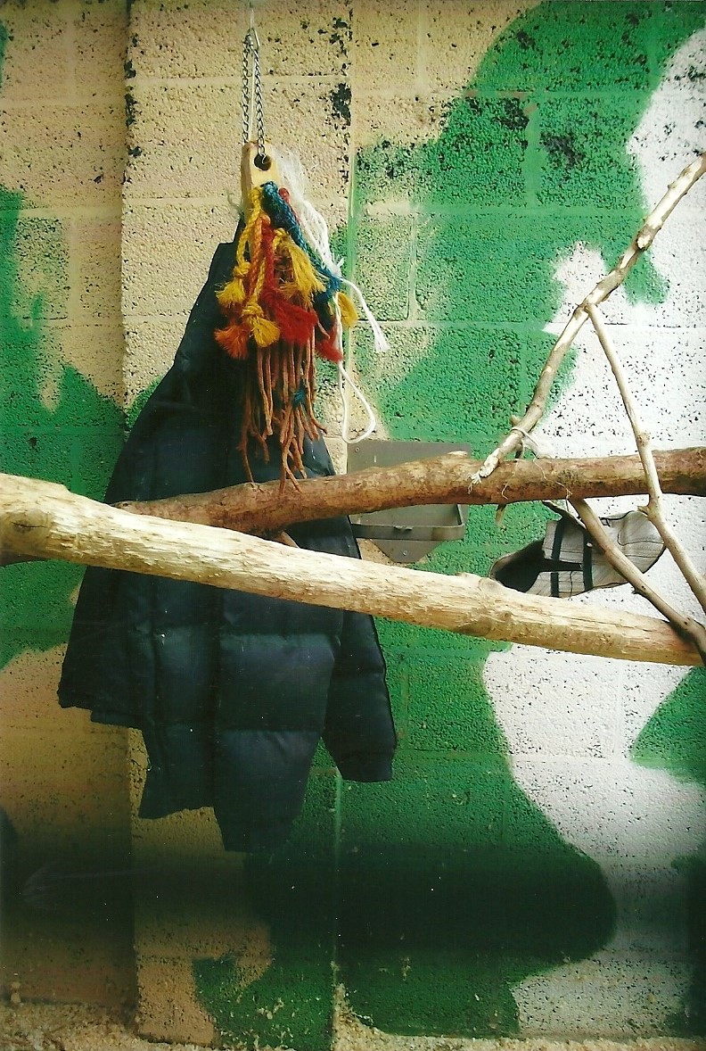 Enrichment in Blue and Yellow Macaw aviary, 13th September 2013