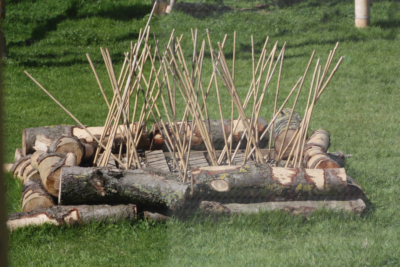 Enrichment in Lemur exhibit, 6th May 2014