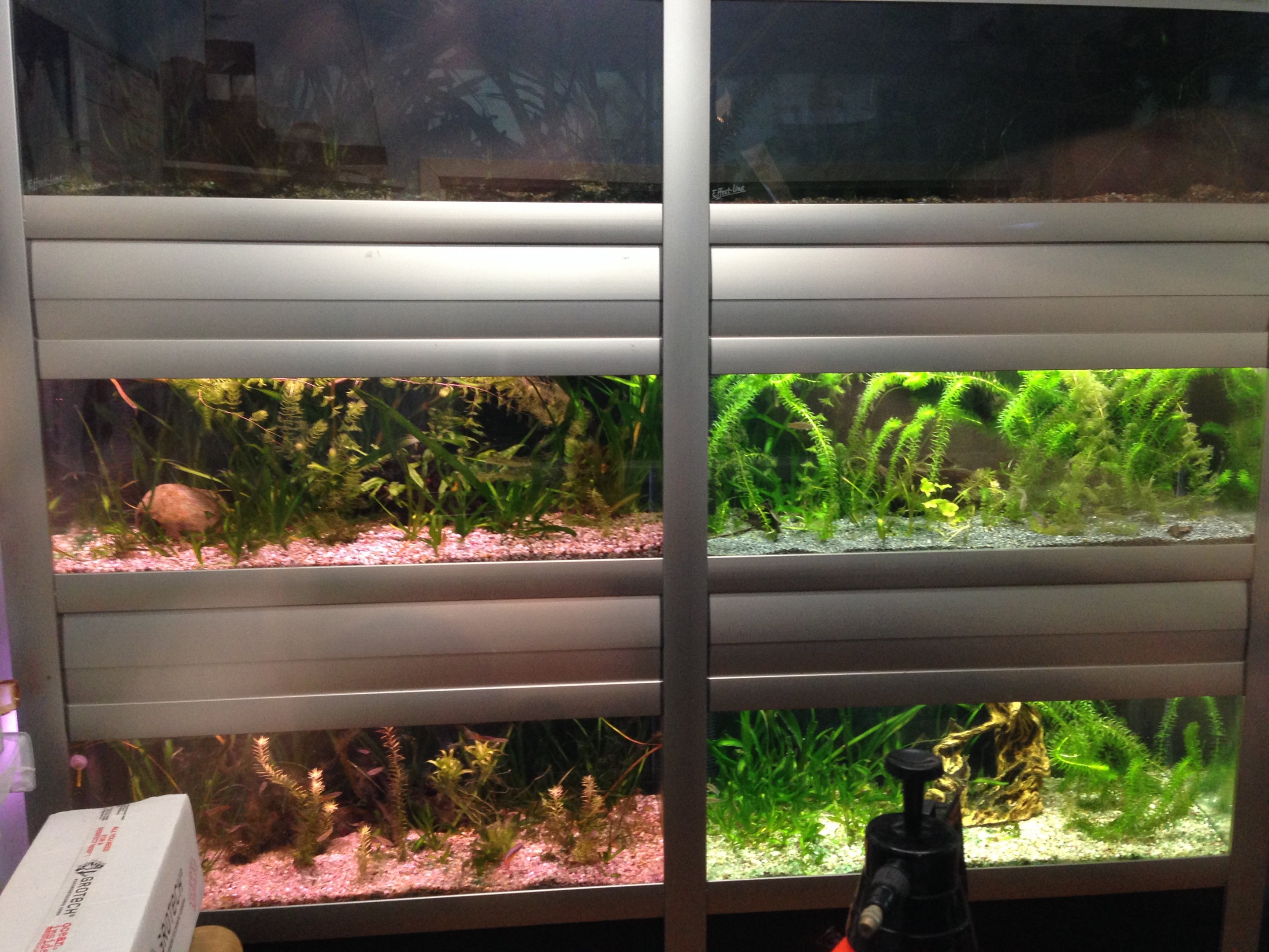 Ensamheter Killifish breeding center 2016