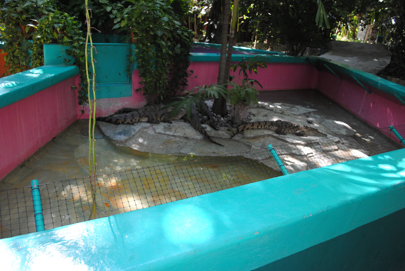 Enslosures for Junior Crocodiles