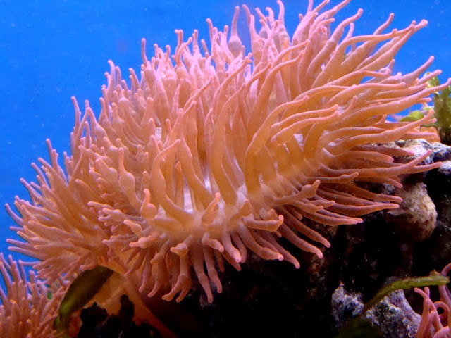 Entacmaea quadricolor