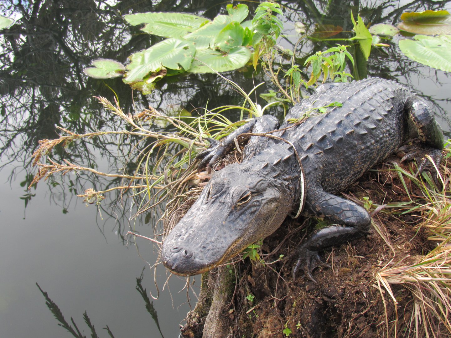 Entangled American Alligator