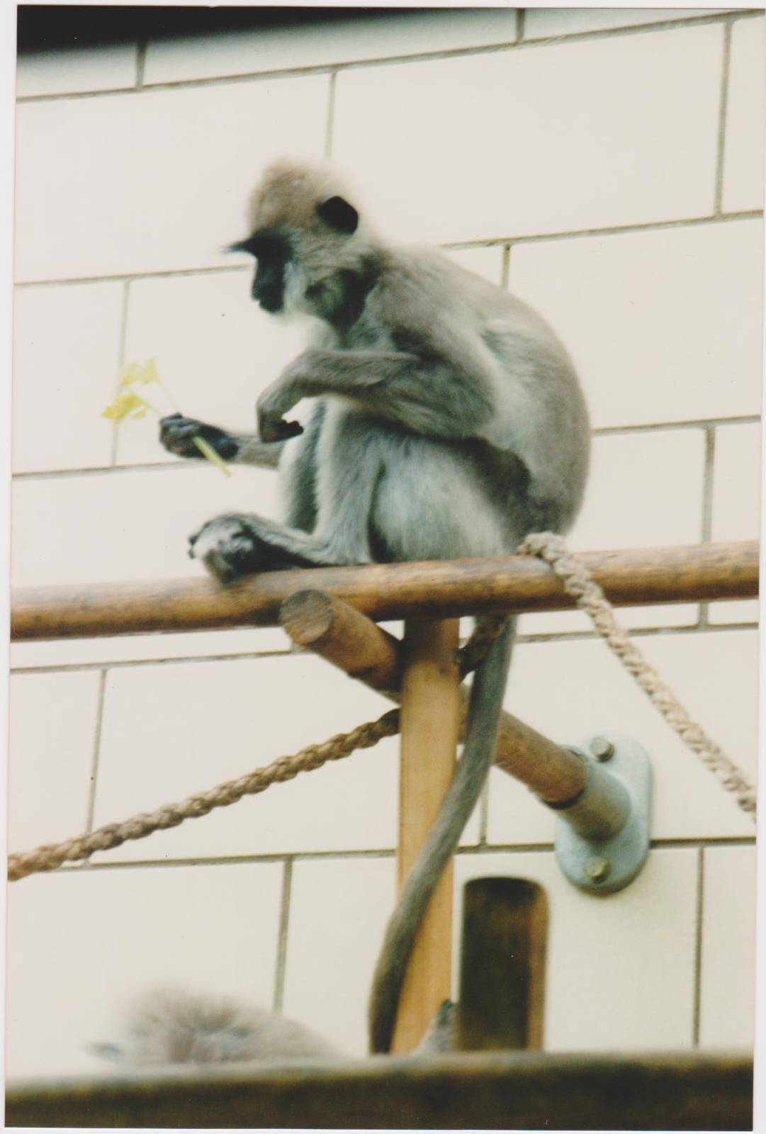 Entellus in the old monkey house.