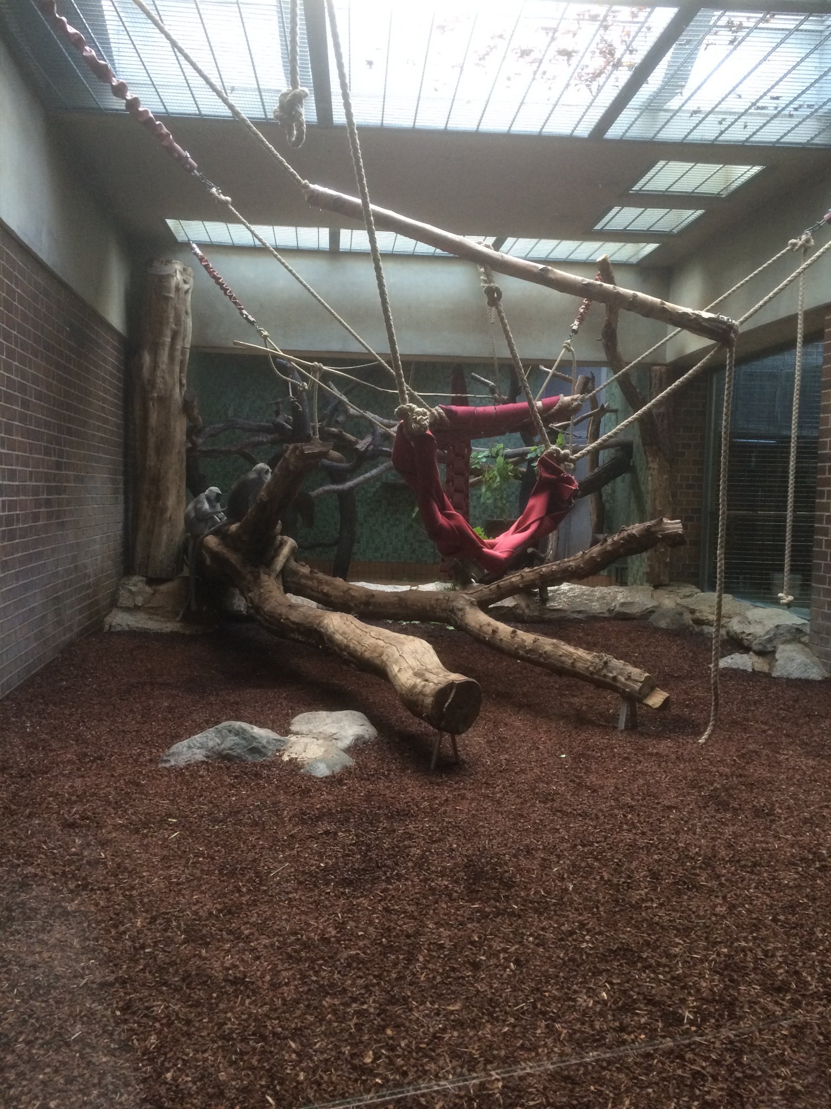 Entellus langur exhibit