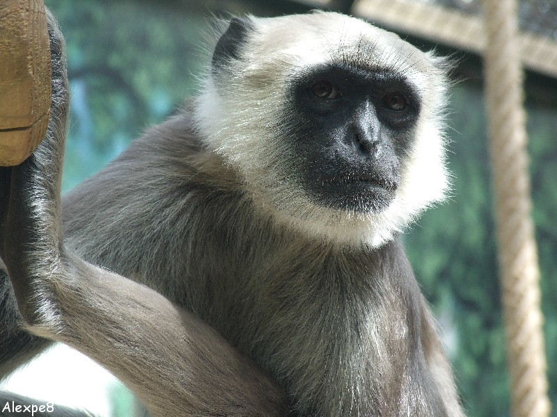 Entellus langur