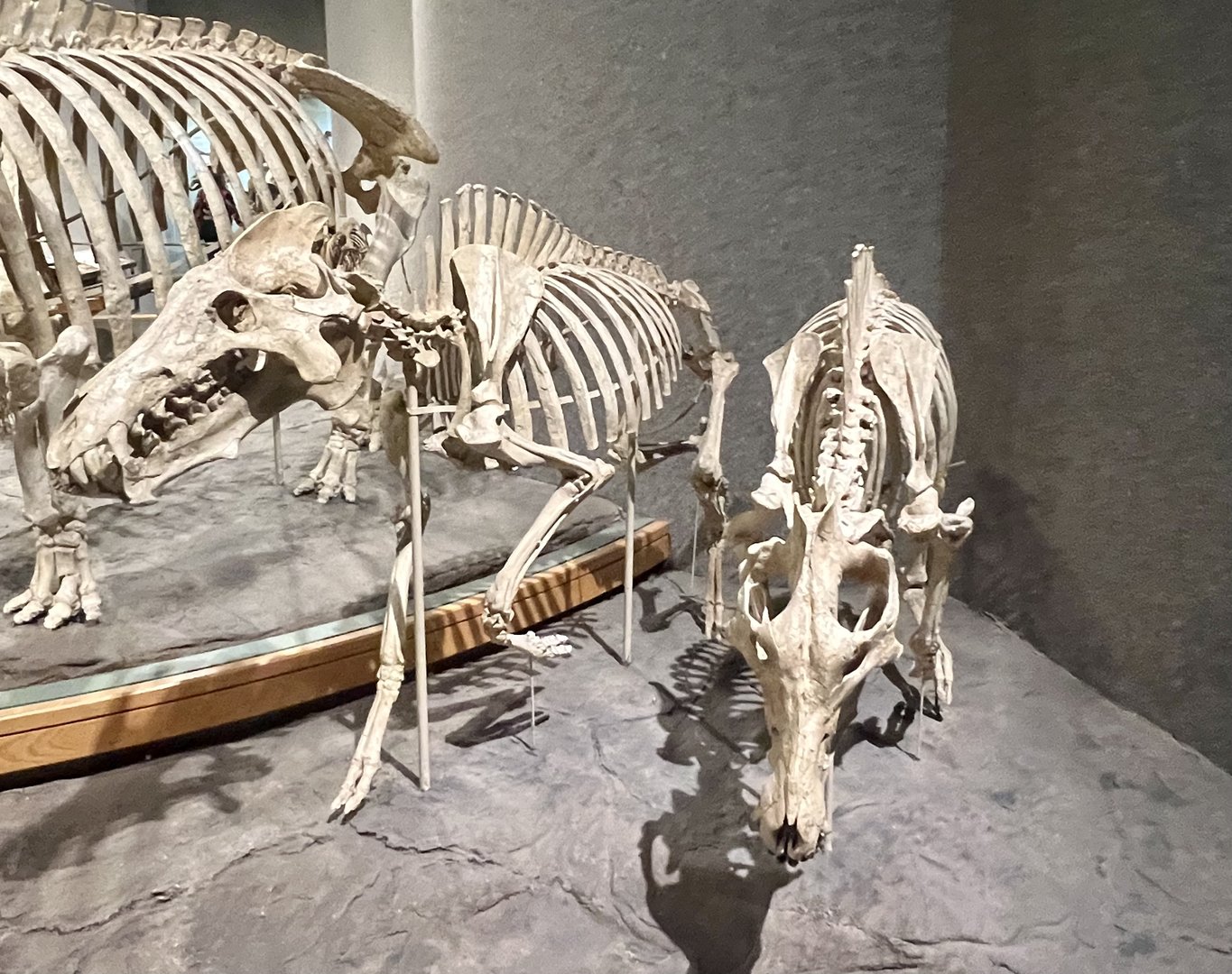 Entelodont Skeletons