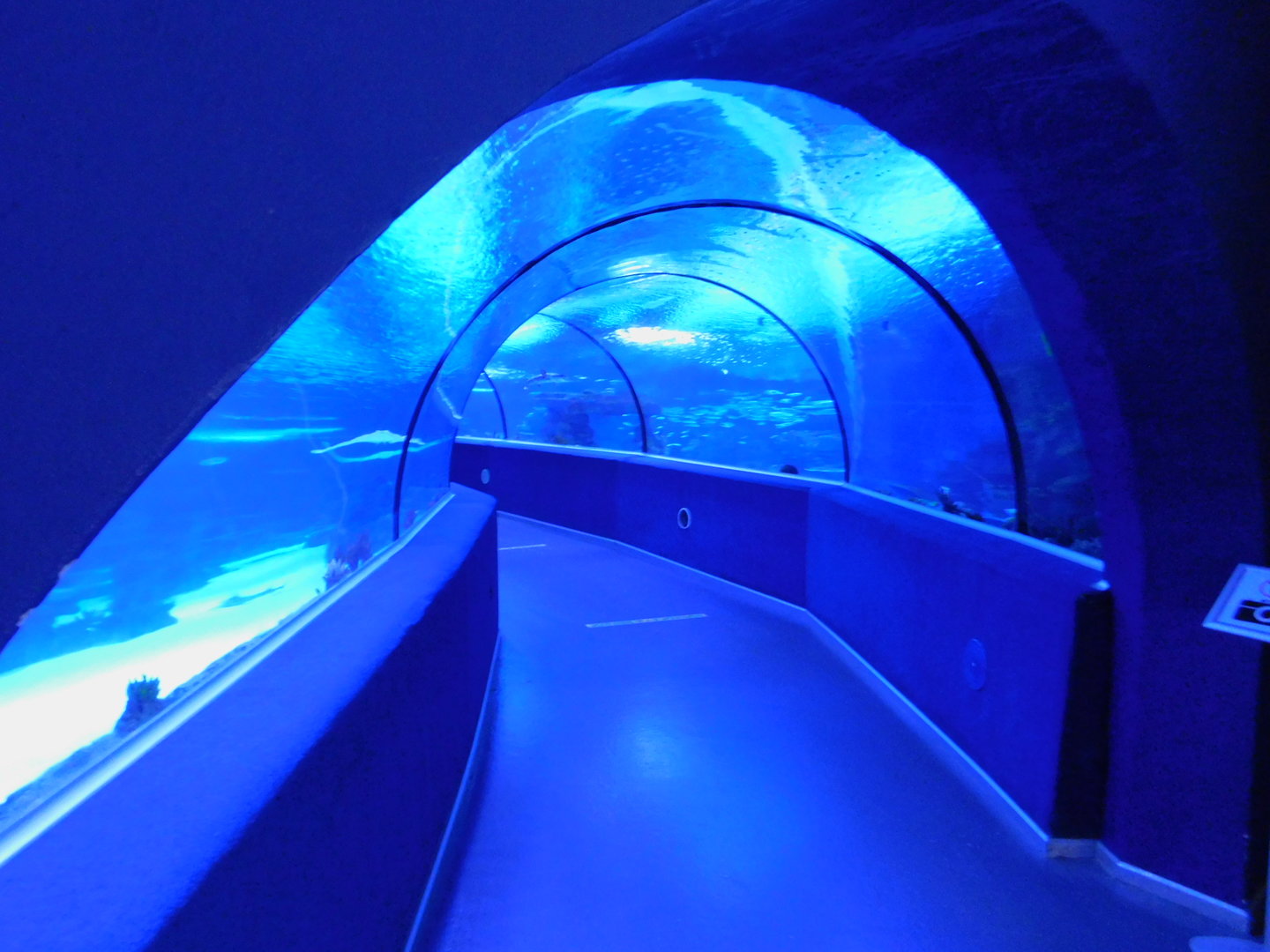 enterance of shark tunnel