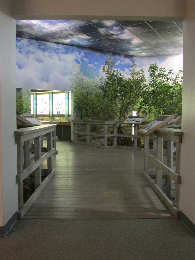 Entering Into The Mangrove Boardwalk Diorama