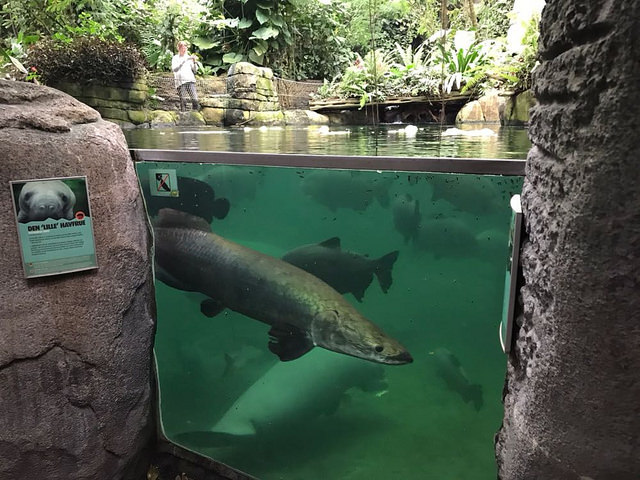 Entering the South-America dome