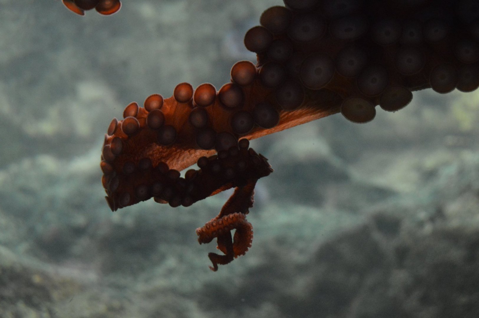 Enteroctopus dofleini