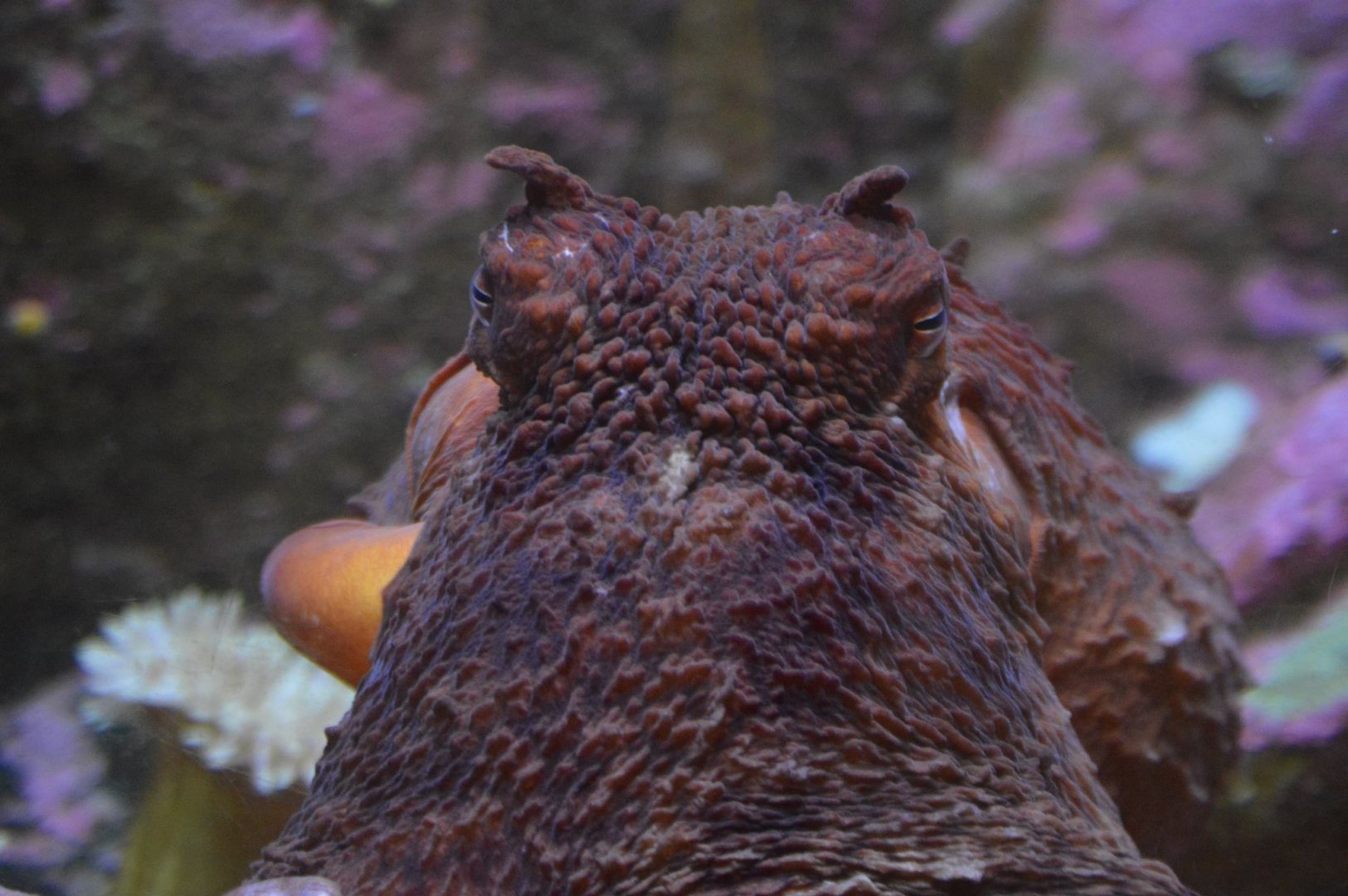 Enteroctopus dofleini