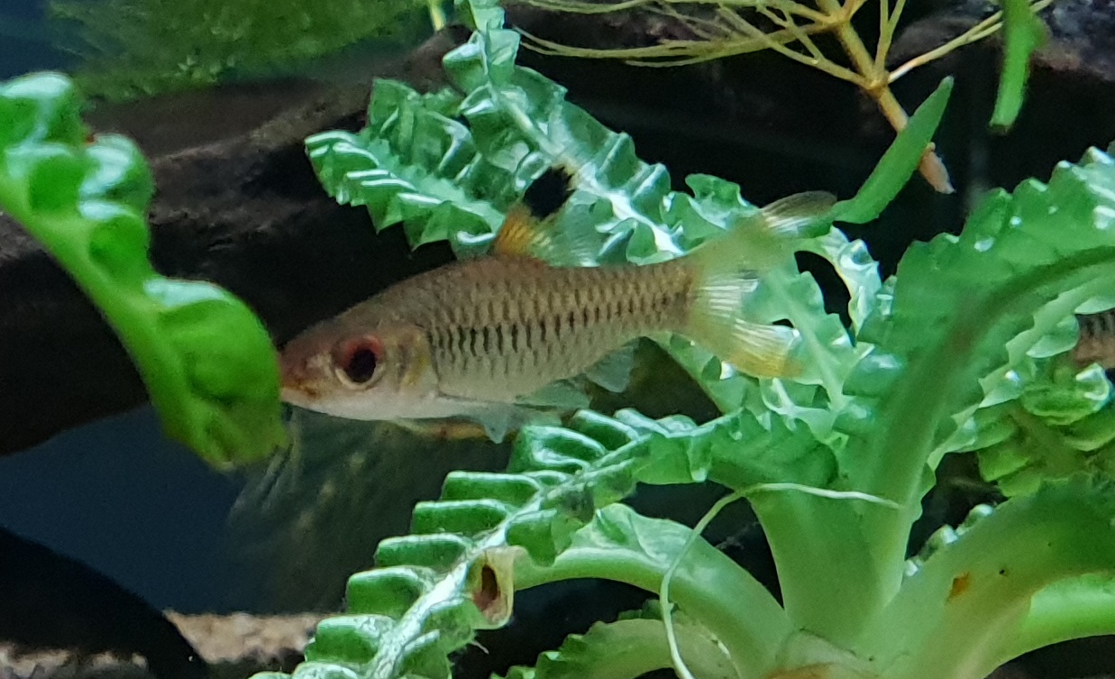 Enteromius callipterus