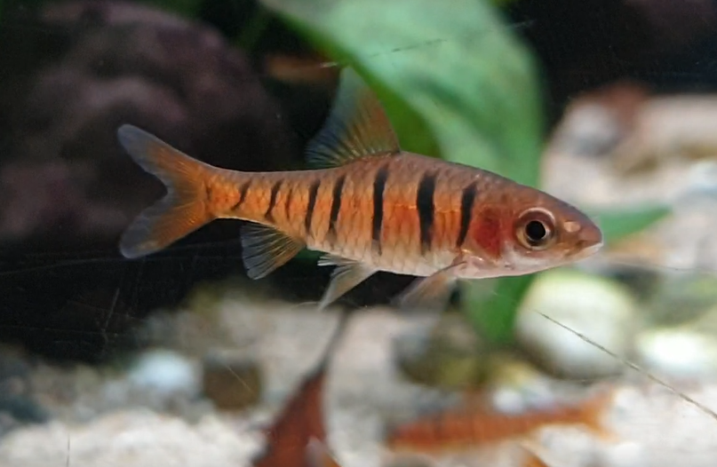 Enteromius fasciolatus