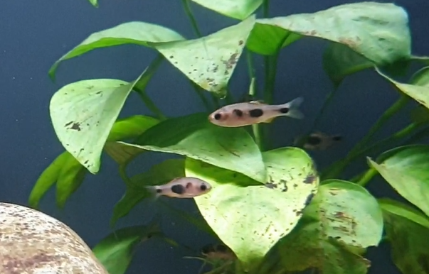 Enteromius hulstaerti