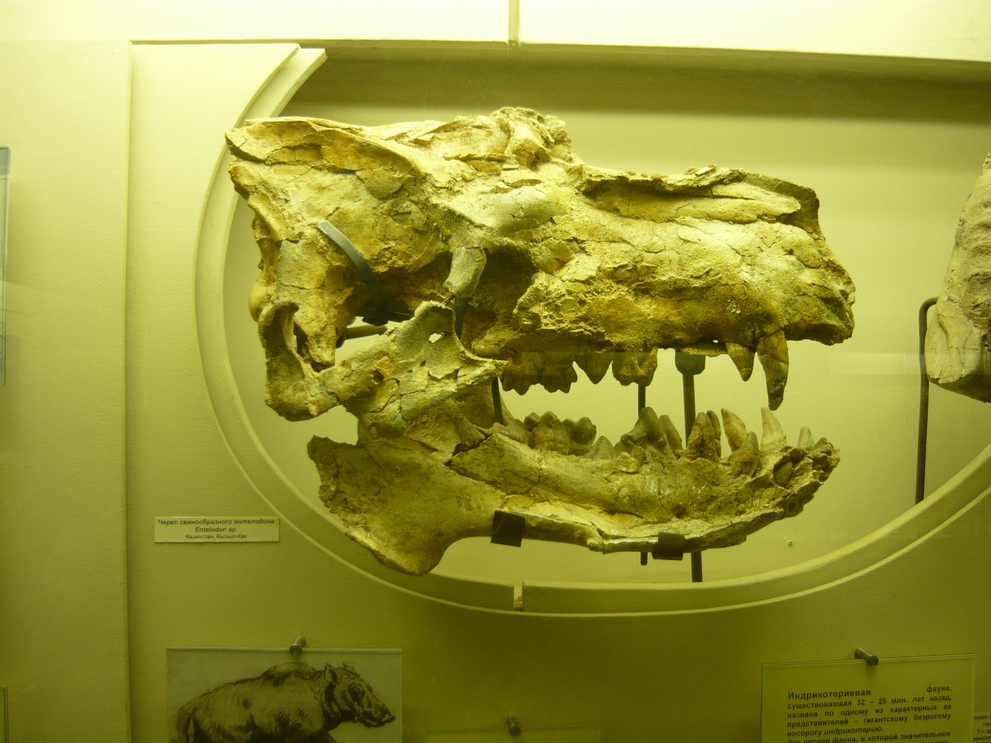 Enthelodon sp. skull