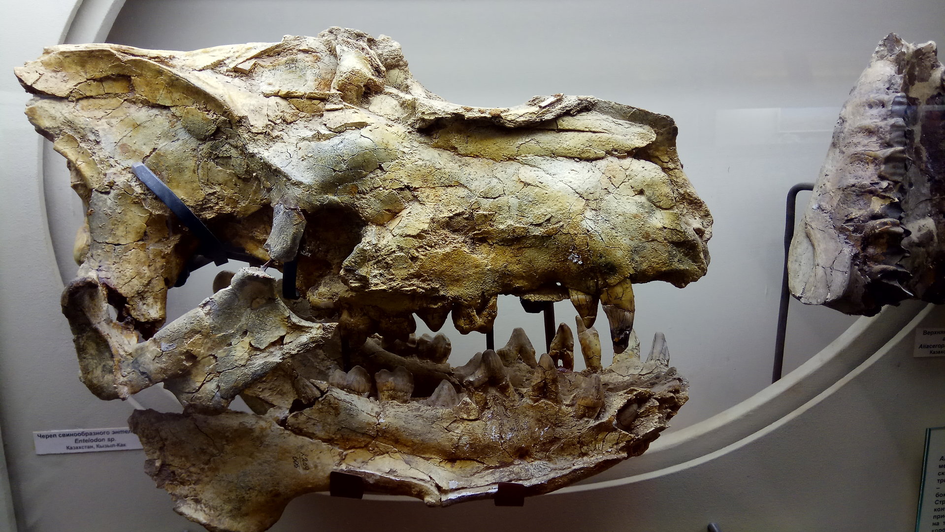 Enthelodon sp. skull