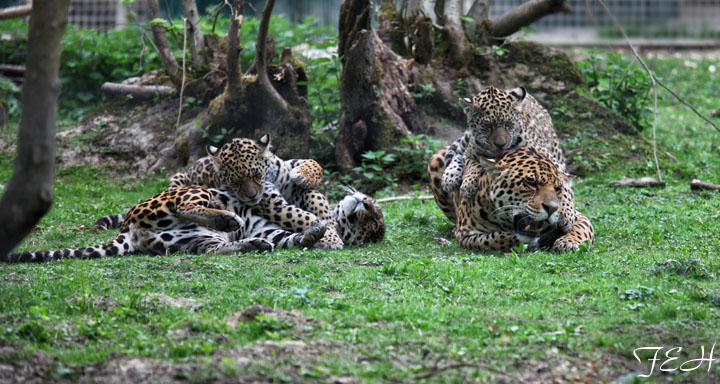 ENTIRE jaguar family