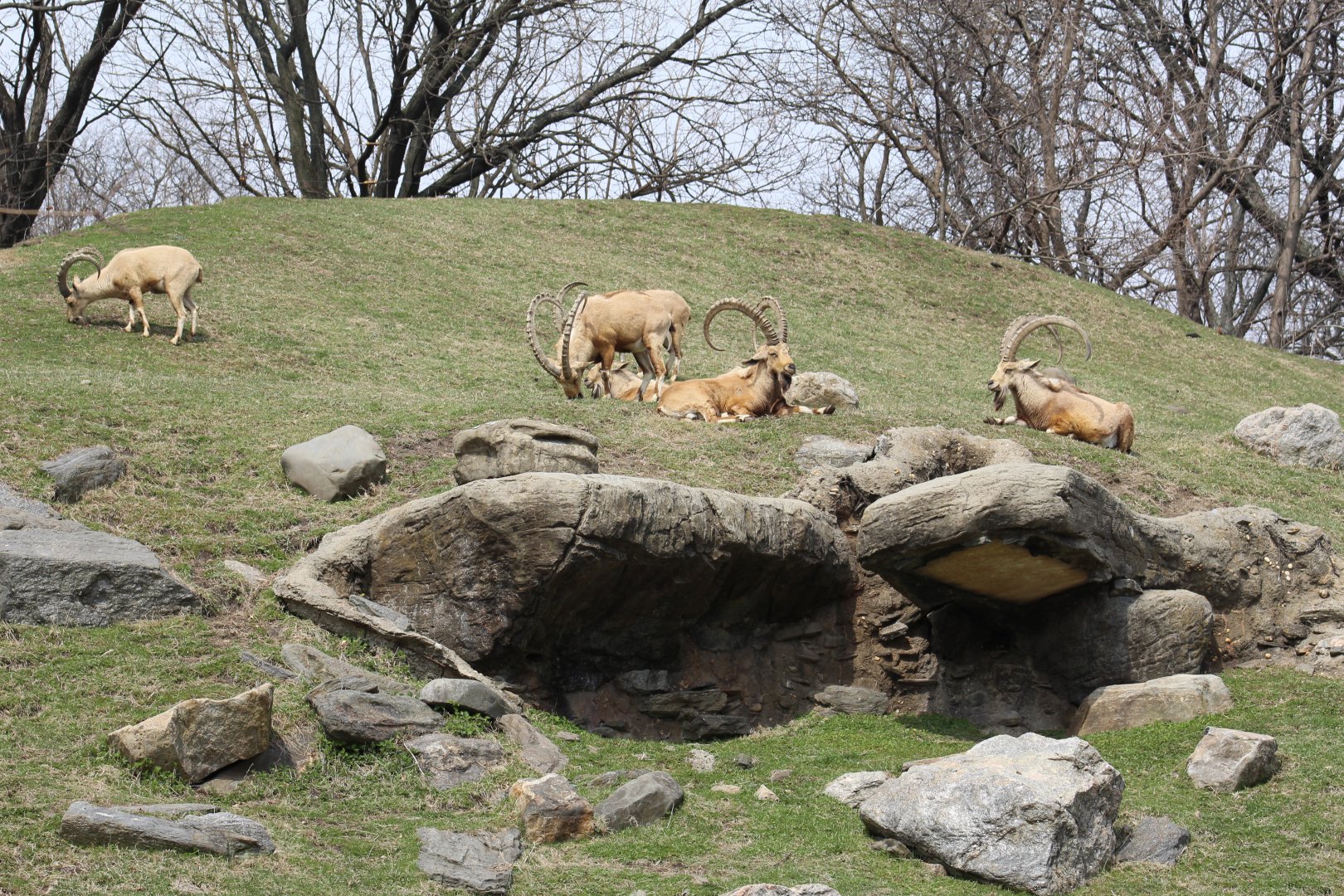 Entire Nubian Ibex Herd