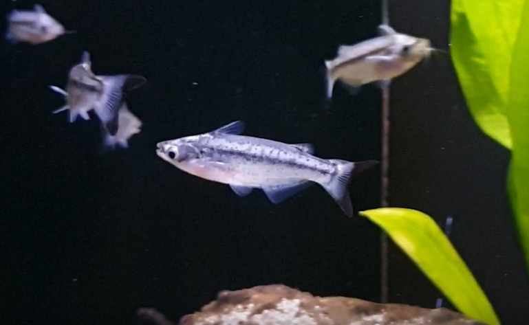 Entomocorus radiosus