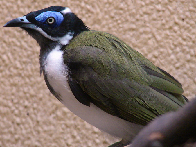 Entomyzon cyanotis / Blue-faced honeyeater