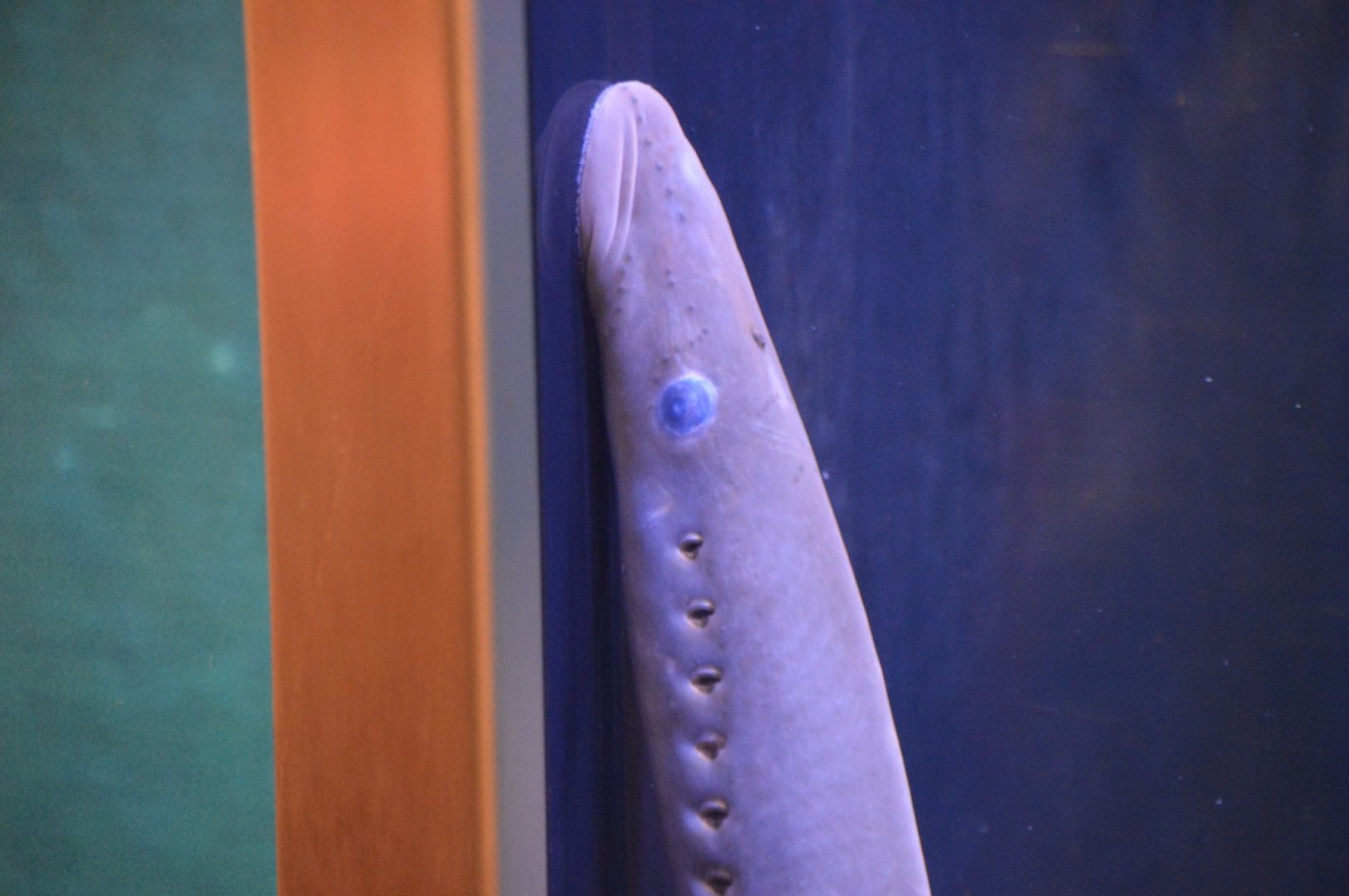 Entosphenus tridentatus