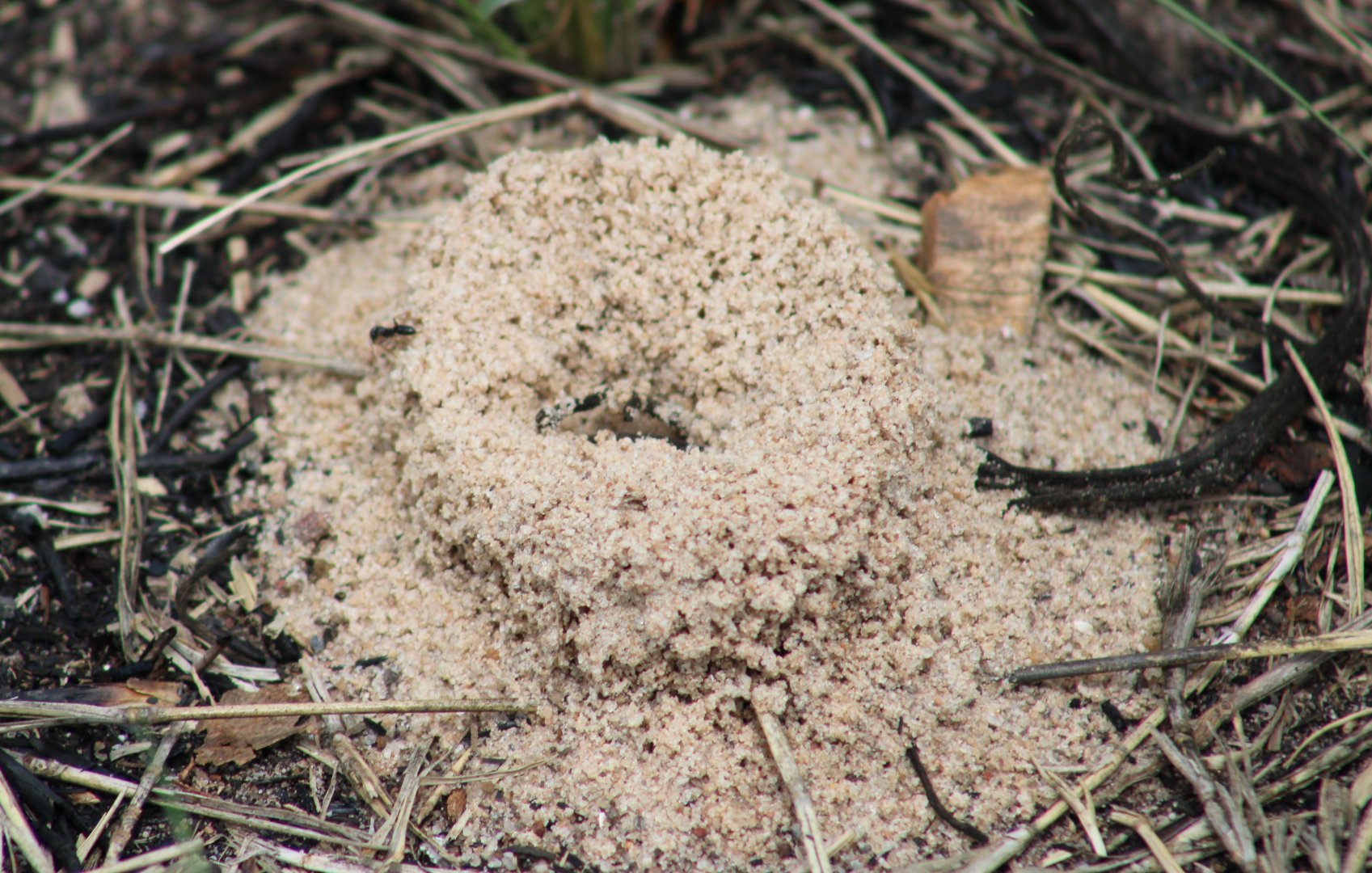 Entrance Ant-nest ( species ? )