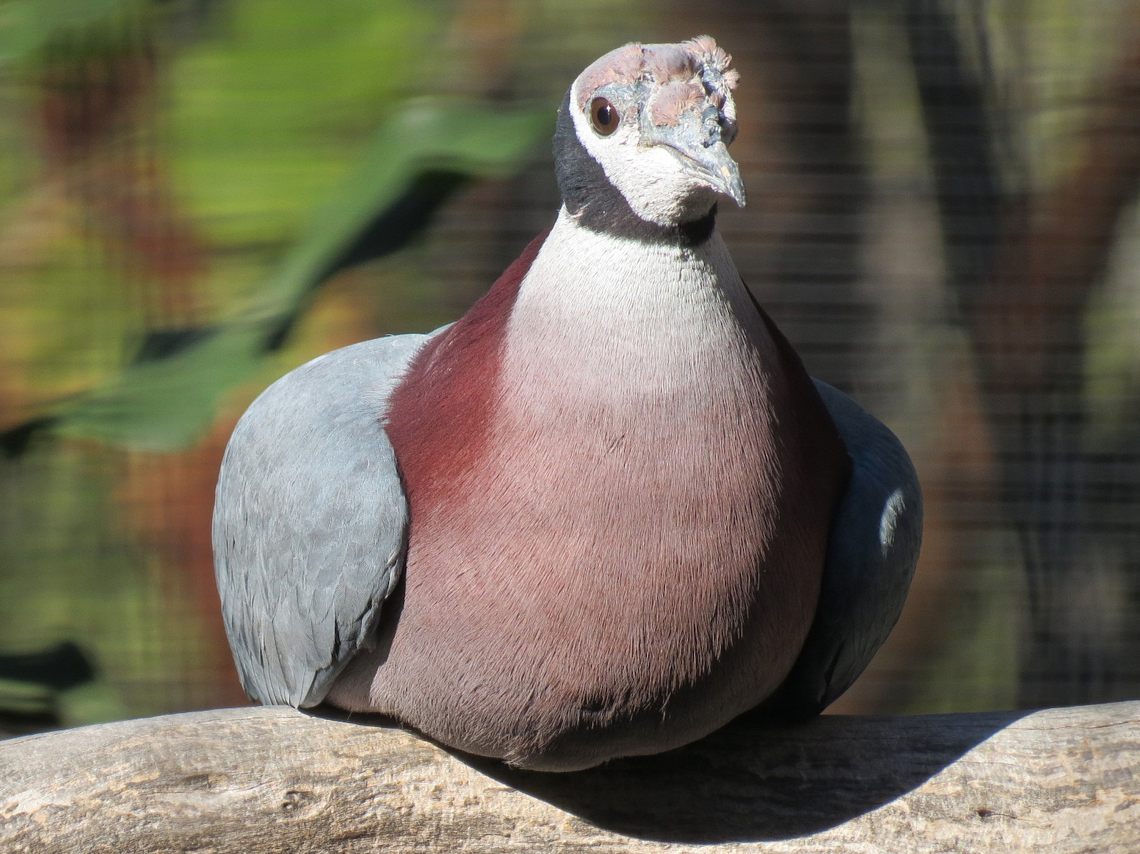 Entrance Area - Bus Tour Queue Aviary - Collared Imperial-pigeon