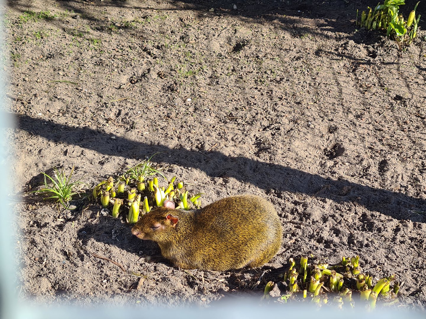 Entrance aviaries - Azara's agouti