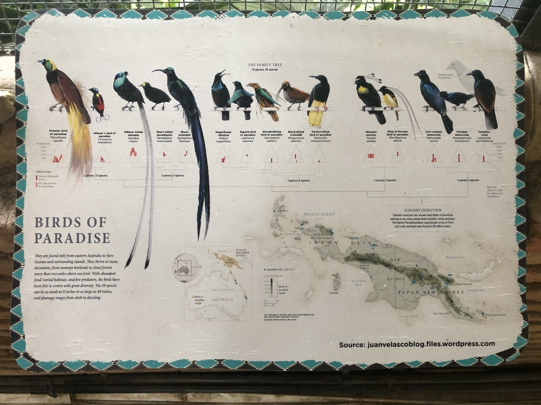 Entrance Aviary Bird of Paradise Graphic