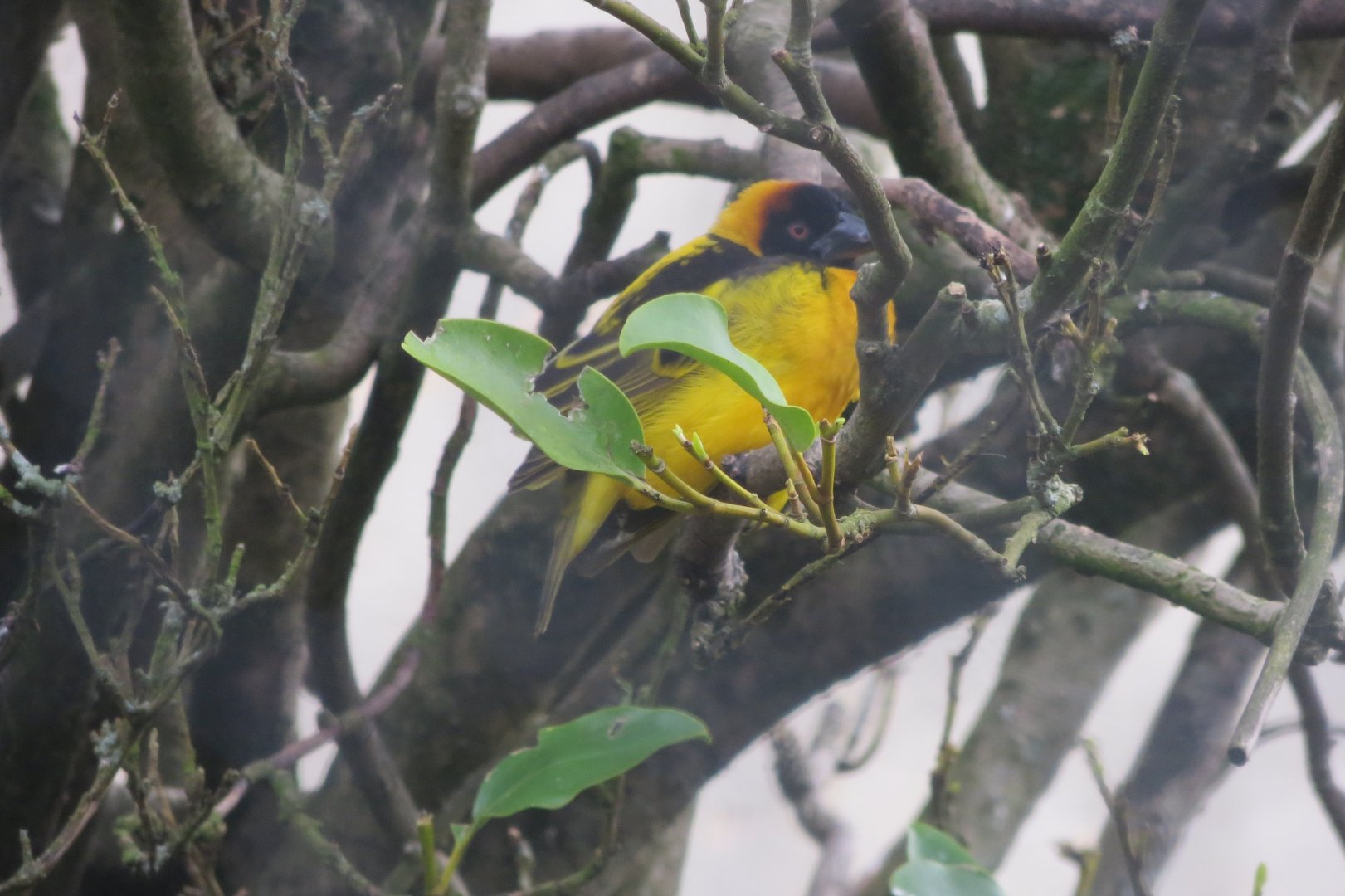 Entrance Aviary - Village weaver 190219
