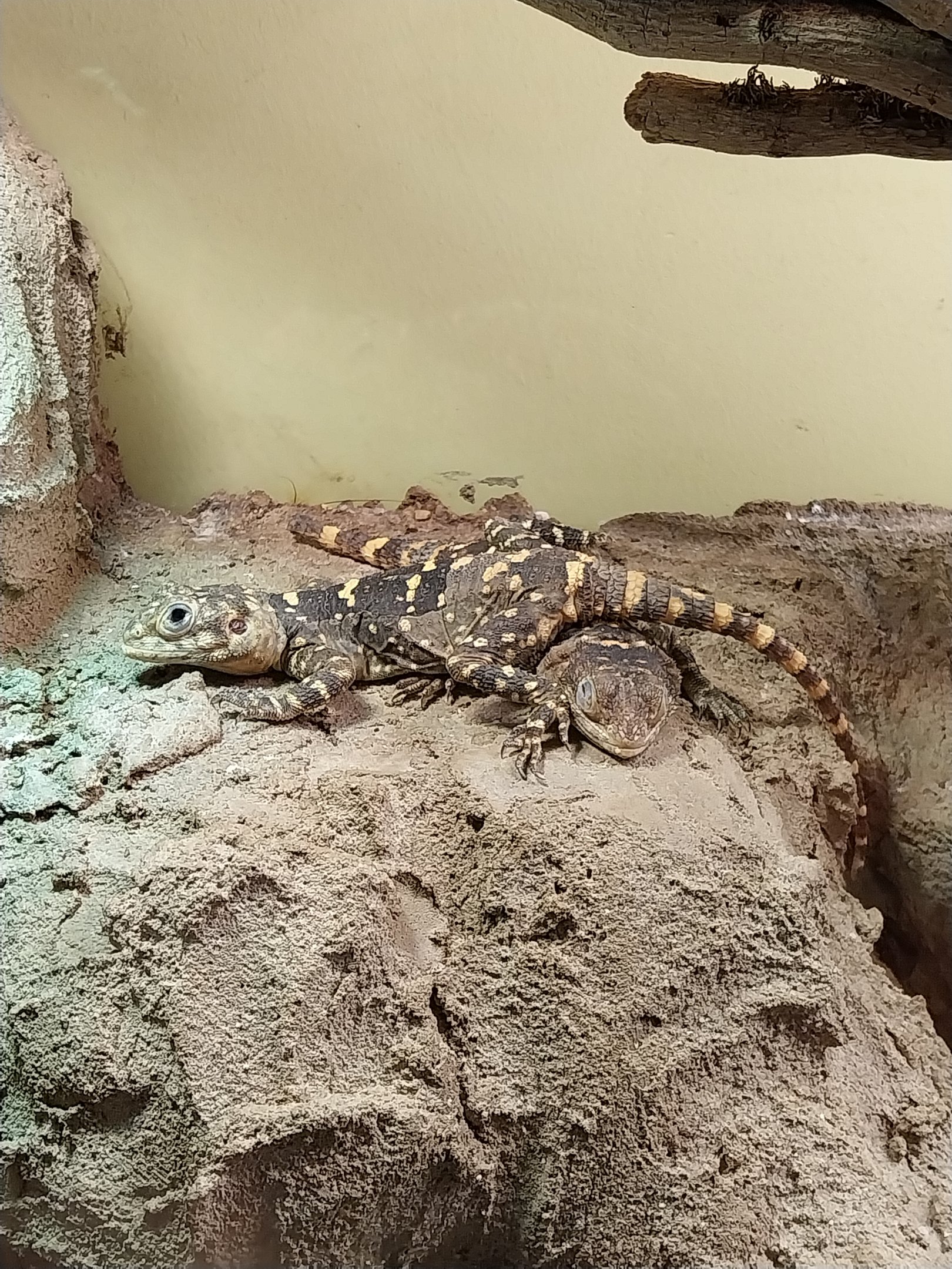 Entrance Building and Zoowelle - Black Hardun (Stellagama stellio picea)