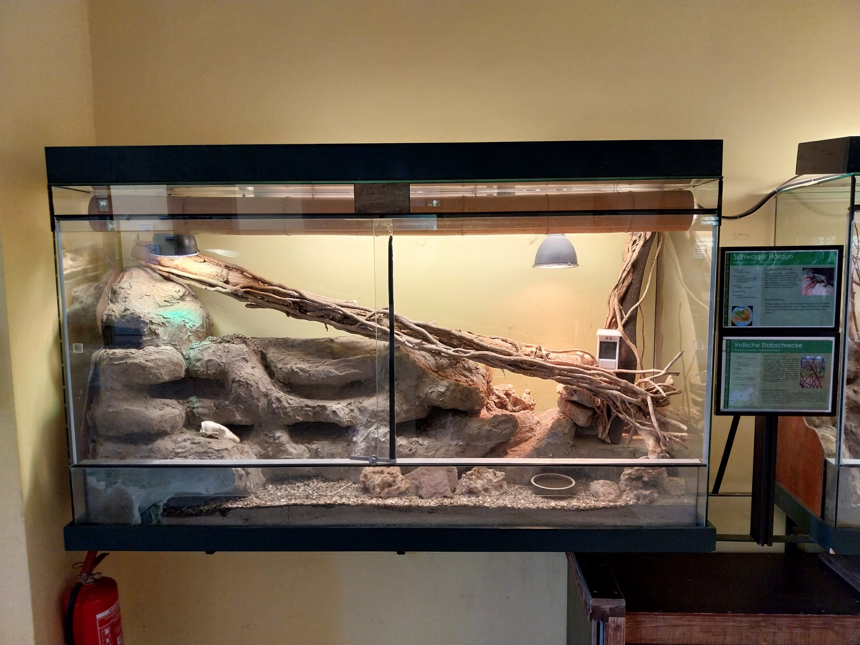 Entrance Building and Zoowelle - Black Hardun (Stellagama stellio picea)